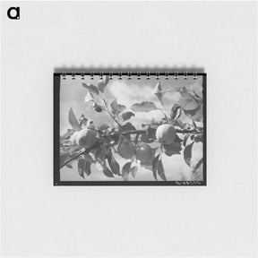 アートメモ帳-Pumpkins near Berlin
 - ラッセル リー Memo.