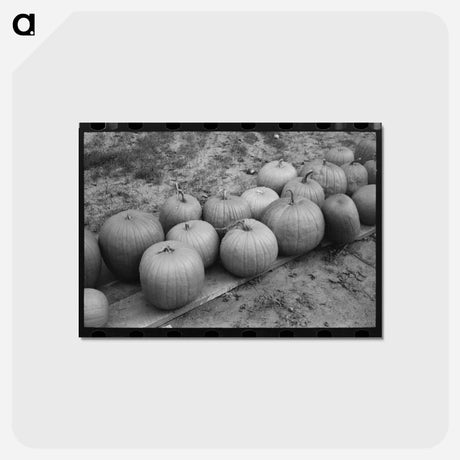 アートポストカード-Pumpkins near Berlin
 - ラッセル リー Postcard.