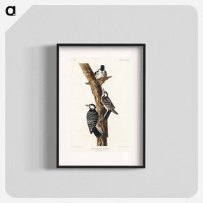 アートポスター-Red-Cockaded Woodpecker from Birds of America
 - アメリカの鳥たち Poster.