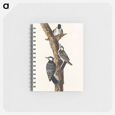 アートメモ帳-Red-Cockaded Woodpecker from Birds of America
 - アメリカの鳥たち Memo.