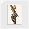 アートポストカード-Red-Cockaded Woodpecker from Birds of America
 - アメリカの鳥たち Postcard.