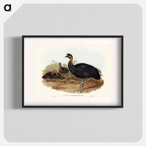 アートポスター-One-Carunculated Cassowary
 - オーストラリアの鳥 Poster.