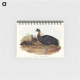 アートメモ帳-One-Carunculated Cassowary
 - オーストラリアの鳥 Memo.
