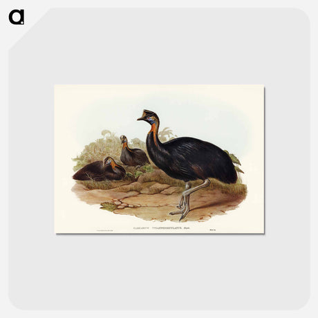 アートポストカード-One-Carunculated Cassowary
 - オーストラリアの鳥 Postcard.