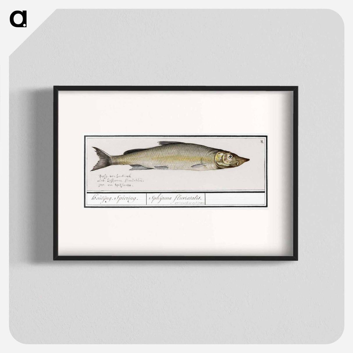 Wooding, Coregonus oxyrinchus - アンセルムス ボエティウス デ ブート Poster.
