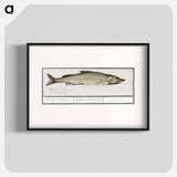 Wooding, Coregonus oxyrinchus - アンセルムス ボエティウス デ ブート Poster.