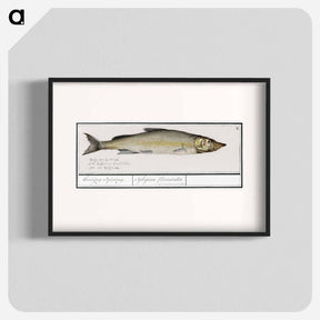 アートポスター-Wooding, Coregonus oxyrinchus - アンセルムス ボエティウス デ ブート Poster.