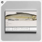 Wooding, Coregonus oxyrinchus - アンセルムス ボエティウス デ ブート Canvas.