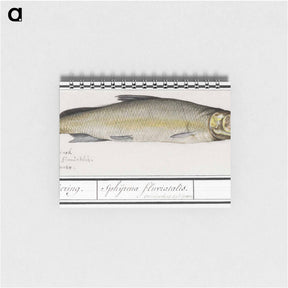 アートメモ帳-Wooding, Coregonus oxyrinchus - アンセルムス ボエティウス デ ブート Memo.
