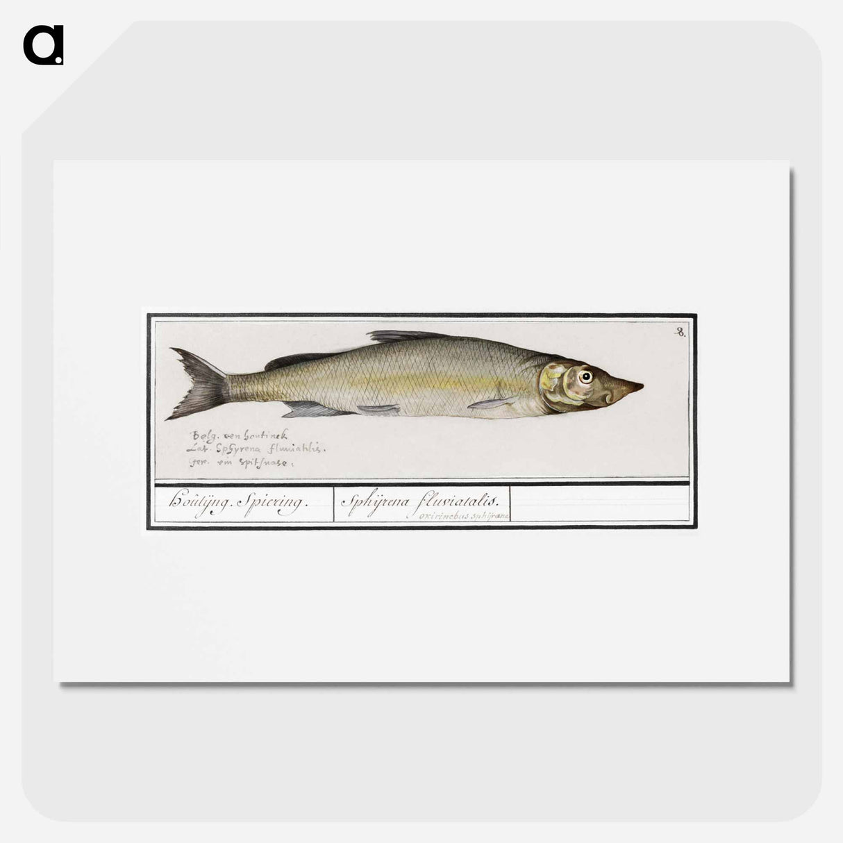 Wooding, Coregonus oxyrinchus - アンセルムス ボエティウス デ ブート Poster.