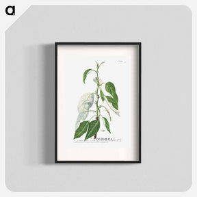 アートポスター-Tacamahaca or Balsam Poplar
 - クリーブランド美術館 Poster.