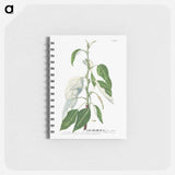 アートメモ帳-Tacamahaca or Balsam Poplar
 - クリーブランド美術館 Memo.