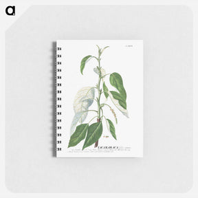 アートメモ帳-Tacamahaca or Balsam Poplar
 - クリーブランド美術館 Memo.