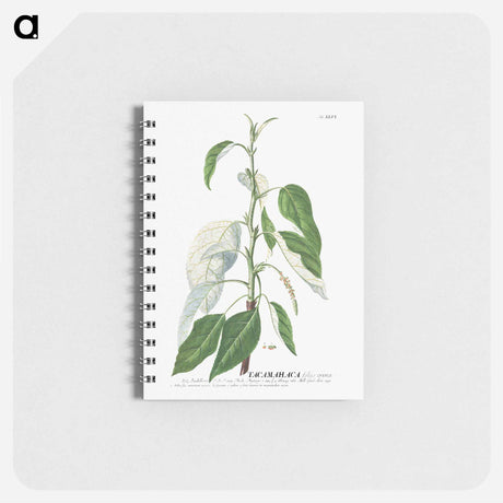 アートメモ帳-Tacamahaca or Balsam Poplar
 - クリーブランド美術館 Memo.