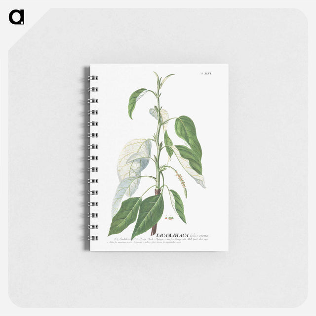 アートメモ帳-Tacamahaca or Balsam Poplar
 - クリーブランド美術館 Memo.