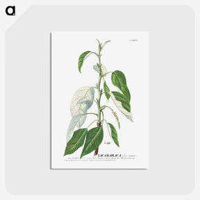 アートポストカード-Tacamahaca or Balsam Poplar
 - クリーブランド美術館 Postcard.