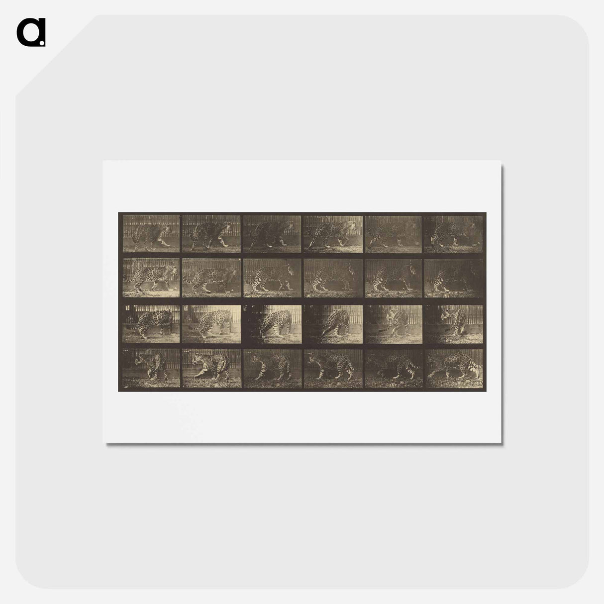 アートポストカード-Animal Locomotion
 - エドワード マイブリッジ Postcard.