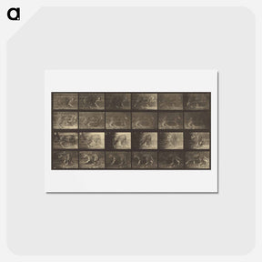 アートポストカード-Animal Locomotion
 - エドワード マイブリッジ Postcard.