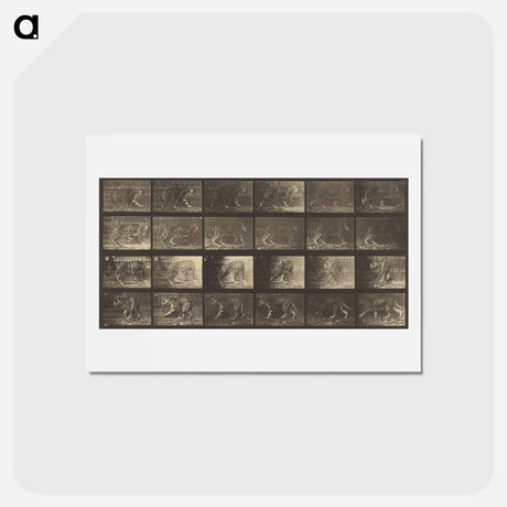 アートポストカード-Animal Locomotion
 - エドワード マイブリッジ Postcard.