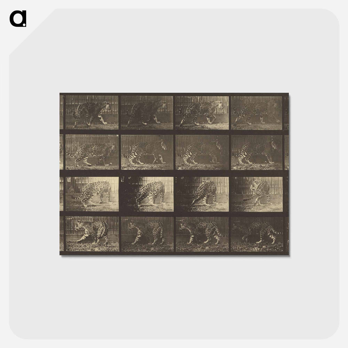 アートポストカード-Animal Locomotion
 - エドワード マイブリッジ Postcard.