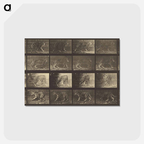 アートポストカード-Animal Locomotion
 - エドワード マイブリッジ Postcard.