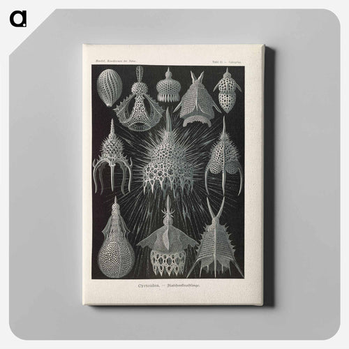 Marine life illustration - エルンスト ヘッケル Canvas.