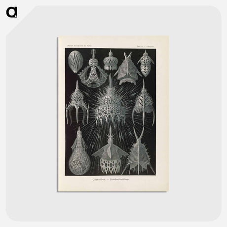 アートポストカード-Marine life illustration - エルンスト ヘッケル Postcard.