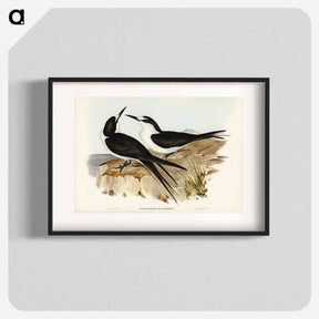 アートポスター-Sooty Tern
 - ジョン グールド Poster.