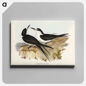 アートパネル-Sooty Tern
 - ジョン グールド Canvas.