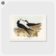 アートポストカード-Sooty Tern
 - ジョン グールド Postcard.