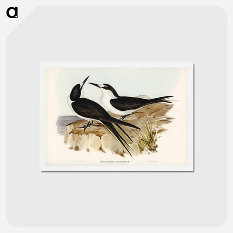 アートポストカード-Sooty Tern
 - ジョン グールド Postcard.