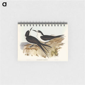 アートメモ帳-Sooty Tern
 - ジョン グールド Memo.