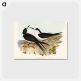 アートポストカード-Sooty Tern
 - ジョン グールド Postcard.