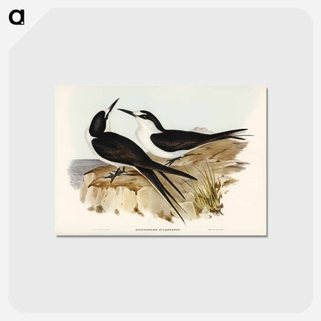 アートポストカード-Sooty Tern
 - ジョン グールド Postcard.