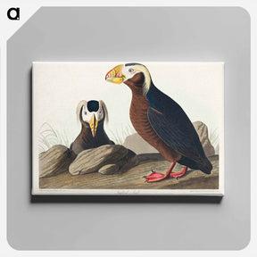 アートパネル-Tufted Auk
 - ジョン ジェームス オーデュボン Canvas.