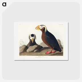 アートポストカード-Tufted Auk
 - ジョン ジェームス オーデュボン Postcard.