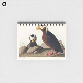 アートメモ帳-Tufted Auk
 - ジョン ジェームス オーデュボン Memo.