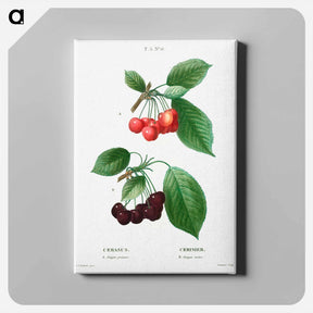 アートパネル-Cherry (Cerasus) - ピエール ジョゼフ ルドゥーテ Canvas.