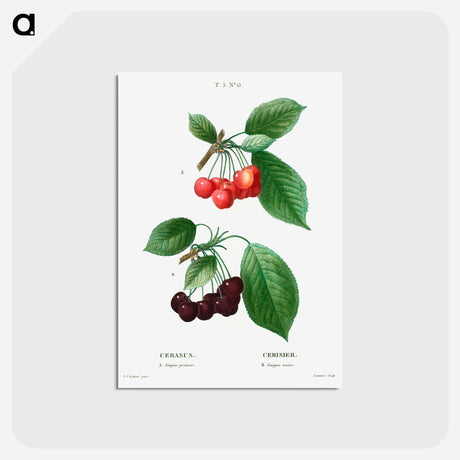 アートポストカード-Cherry (Cerasus) - ピエール ジョゼフ ルドゥーテ Postcard.