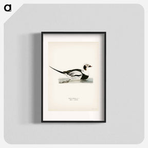 アートポスター-Long-tailed Duck
 - スヴェンスカ フォグラル Poster.