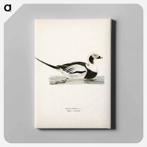 アートパネル-Long-tailed Duck
 - スヴェンスカ フォグラル Canvas.