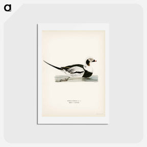 アートポストカード-Long-tailed Duck
 - スヴェンスカ フォグラル Postcard.