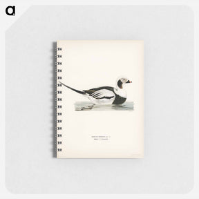 アートメモ帳-Long-tailed Duck
 - スヴェンスカ フォグラル Memo.