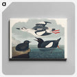 アートパネル-Black Guillemot from Birds of America
 - アメリカの鳥たち Canvas.