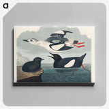 アートパネル-Black Guillemot from Birds of America
 - アメリカの鳥たち Canvas.