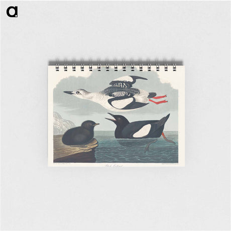 アートメモ帳-Black Guillemot from Birds of America
 - アメリカの鳥たち Memo.
