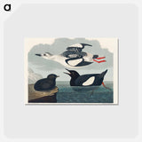 アートポストカード-Black Guillemot from Birds of America
 - アメリカの鳥たち Postcard.