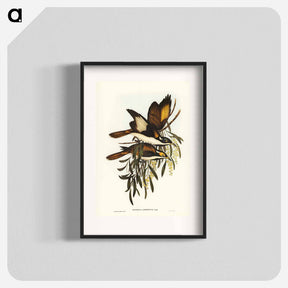 アートポスター-White-pinioned Honey-eater
 - オーストラリアの鳥 Poster.