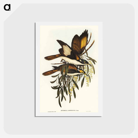 アートポストカード-White-pinioned Honey-eater
 - オーストラリアの鳥 Postcard.