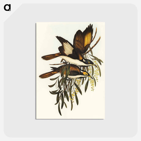 アートポストカード-White-pinioned Honey-eater
 - オーストラリアの鳥 Postcard.